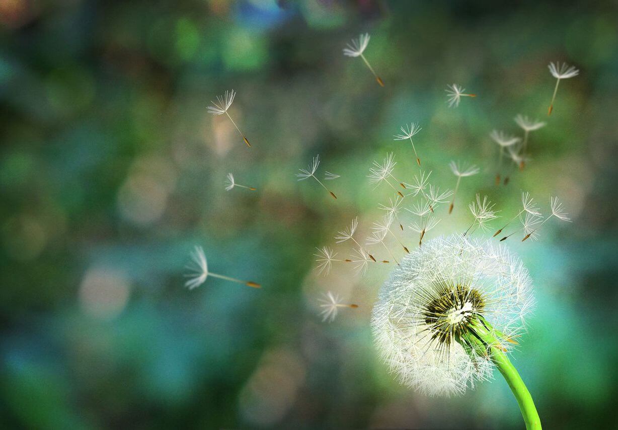 Dandelion spores blowing away (1)